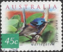 Variegated Fairywren (Malurus lamberti)