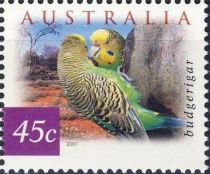 Budgerigar (Melopsittacus undulatus)