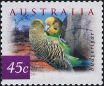 Budgerigar (Melopsittacus undulatus)