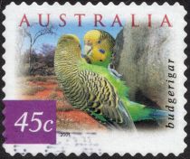 Budgerigar (Melopsittacus undulatus)