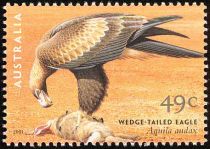 Wedge-tailed Eagle (Aquila audax)