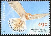 Nankeen Kestrel (Falco cenchroides)