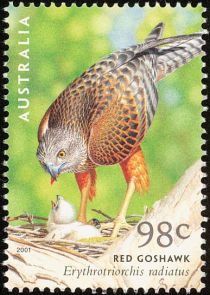 Red Goshawk (Erythrotriorchis radiatus)