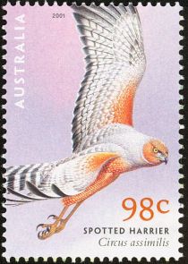 Spotted Harrier (Circus assimilis)