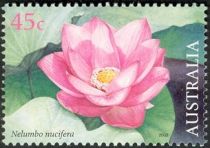 Nelumbo nucifera