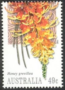 Honey Grevillia