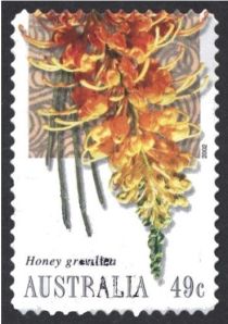 Honey Grevillia