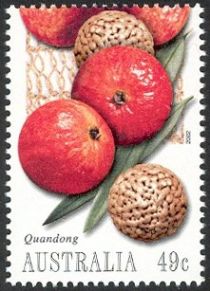 Quandong