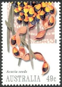 Acacia Seeds