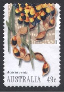 Acacia Seeds