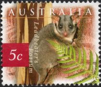 Leadbeater's Possum (Gymnobelideus leadbeateri)