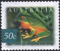 Orange-thighed Tree Frog (Litoria xanthomera)