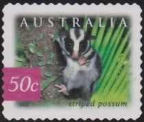 Striped Possum (Dactylopsila trivirgata)