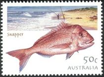 Golden Snapper (Pagrus auratus)