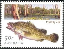 Murray Cod (Maccullochella peelii)