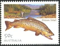 Brown Trout (Salmo trutta)