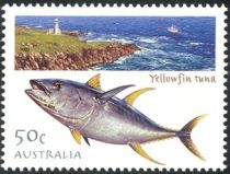 Yellowfin Tuna  (Thunnus albacares)