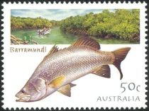 Barramundi (Lates calcarifer)