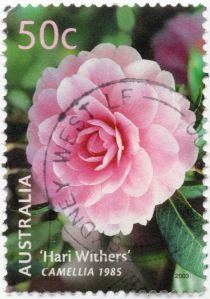 “Hari Withers” Camellia 1985