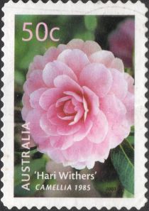 “Hari Withers” Camellia 1985