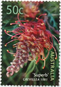 “Superb” Grevillea 1981