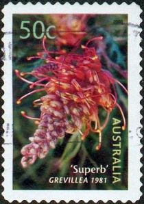 “Superb” Grevillea 1981