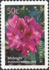 “Midnight” Rhododendron 1978