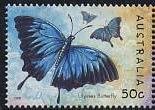 Ulysses Butterfly (Papilio ulysses ssp. joesa)