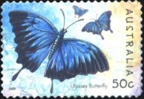 Ulysses Butterfly (Papilio ulysses ssp. joesa)