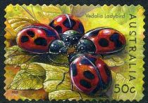 Vedalia Ladybird (Rodolia cardinalis)