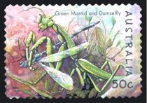 Australian Green Mantis (Orthodera ministralis)