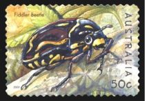 Fiddler Beetle (Eupoecila australasiae)