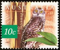 Powerful Owl (Ninox strenua)