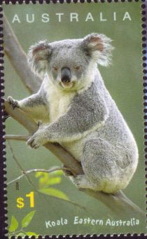 Koala (Phascolarctos cinereus)