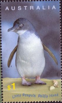 Little Penguin (Eudyptula minor)