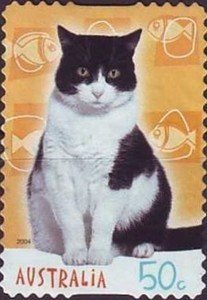 Black-and-white Shorthair Cat "Ezzie" (Felis silvestris catu