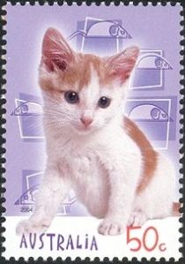 Brown-and-white Shorthair Cat "Tinkerbell" (Felis silvestris