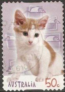 Brown-and-white Shorthair Cat "Tinkerbell" (Felis silvestris