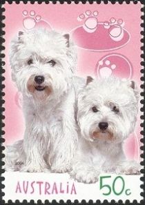 West Highland White Terrier (Canis lupus familiaris)