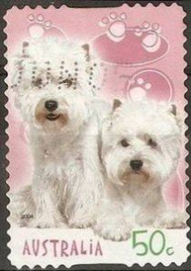 West Highland White Terrier (Canis lupus familiaris)