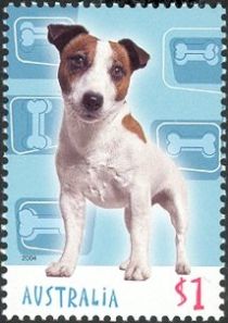 Jack Russell Terrier (Canis lupus familiaris)