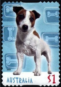 Jack Russell Terrier (Canis lupus familiaris)