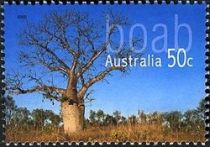 Boab (Adansonia gregorii)