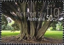 Moreton Bay Fig (Ficus macrophylla)