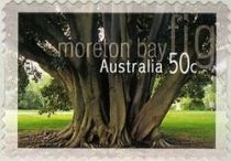 Moreton Bay Fig (Ficus macrophylla)