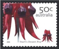 Sturt's Desert Pea (Swainsona formosa)