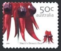 Sturt's Desert Pea (Swainsona formosa)