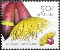 Coarse-Leaved Mallee (Eucalyptus grossa)