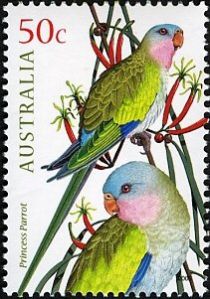 Princess Parrot (Polytelis alexandrae)