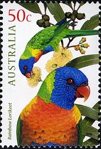 Rainbow Lorikeet (Trichoglossus moluccanus)